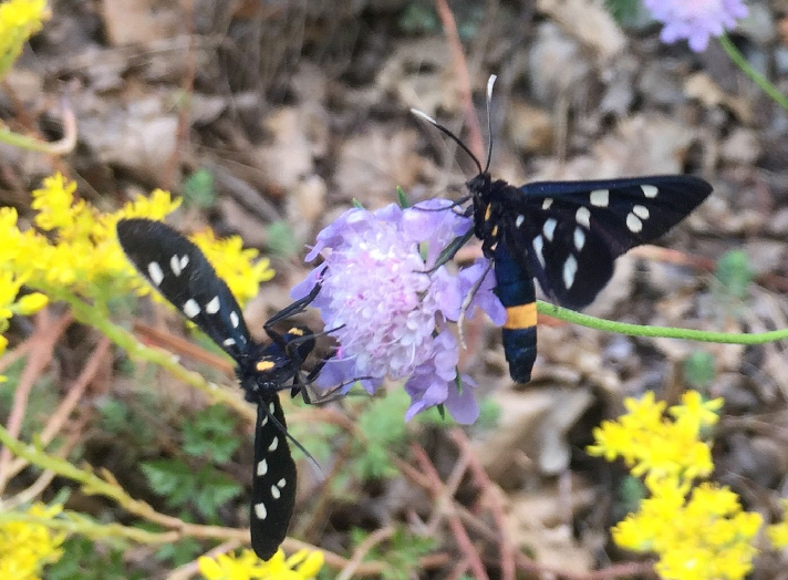 Welke vlinder is dit?